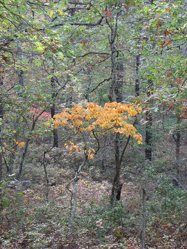 2008-10-08_Francis_Carter_Preserve 020.jpg
